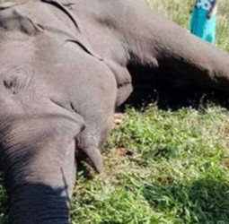 Drought drives elephant into deadly fence: farmer arrested in Horowpathana