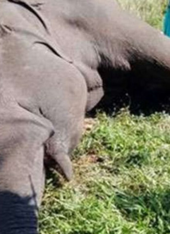 Drought drives elephant into deadly fence: farmer arrested in Horowpathana