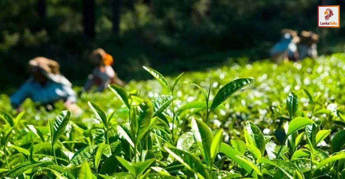 Tea industry holds firm despite adverse weather