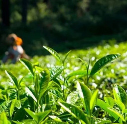 Tea industry holds firm despite adverse weather