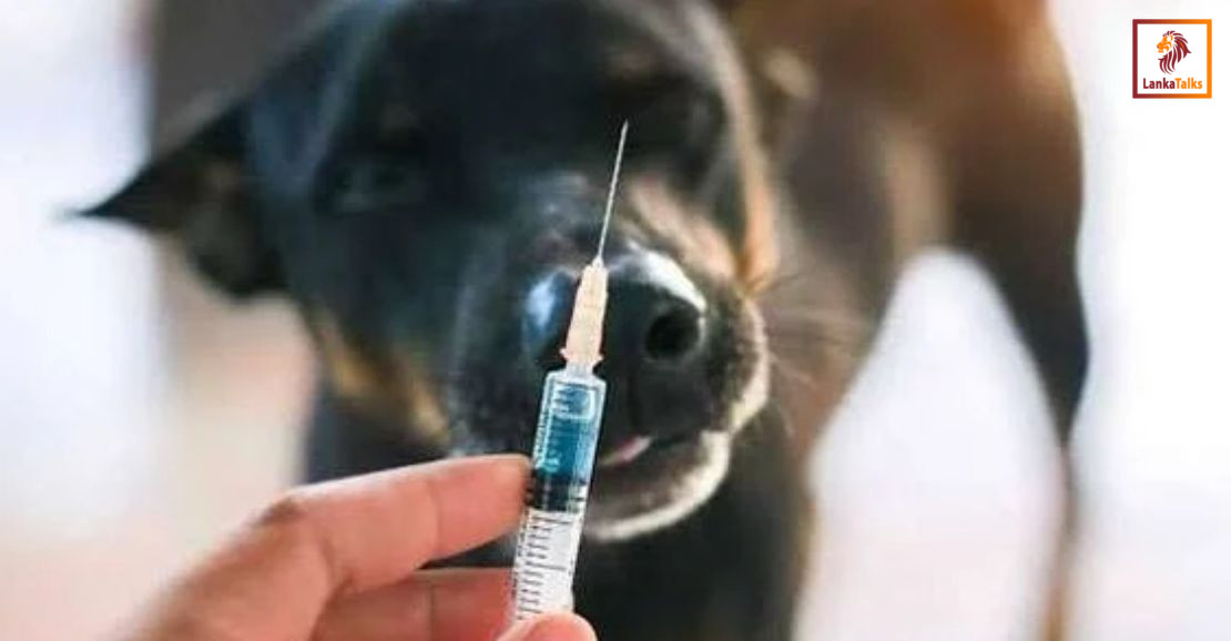 ‘Rabies control has become a racket’: AWC accuses Health Ministry of neglect