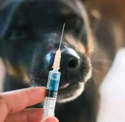 ‘Rabies control has become a racket’: AWC accuses Health Ministry of neglect