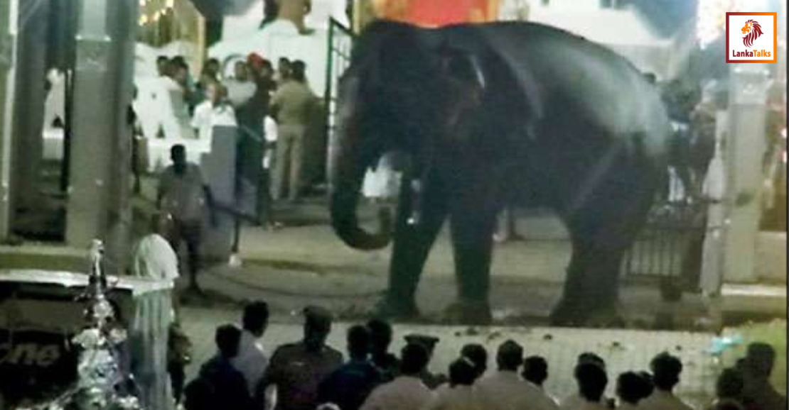 Elephant runs riot at Perahera in Badulla