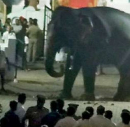 Elephant runs riot at Perahera in Badulla