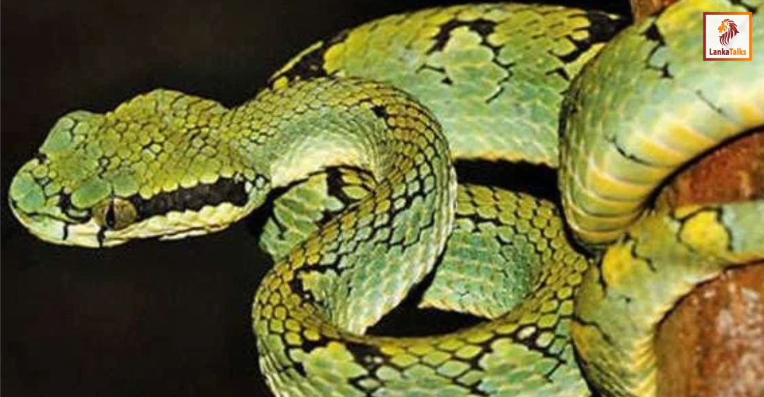 1st World Congress on Snakes 2026 to be held in Sri Lanka