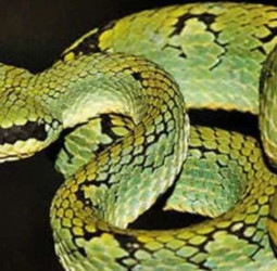 1st World Congress on Snakes 2026 to be held in Sri Lanka