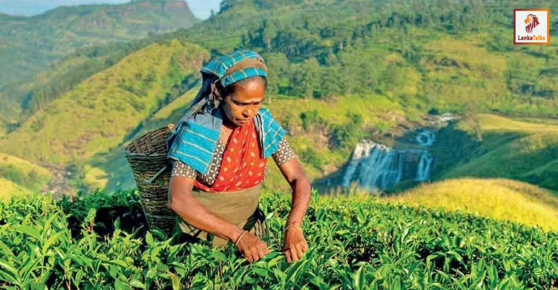 Tea export volumes fall through August as dollar prices weaken