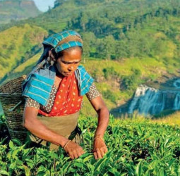 Tea export volumes fall through August as dollar prices weaken